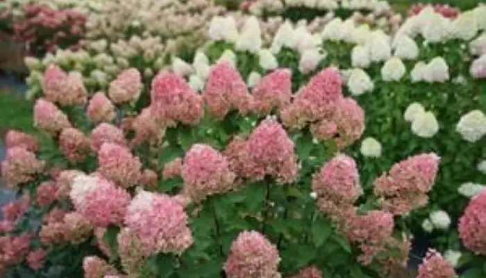 Hydrangea paniculata 'SMHPLQF'