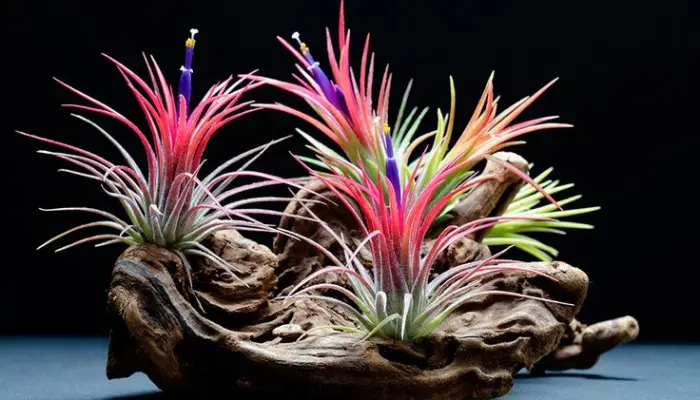 Tillandsia ionantha Air Plant