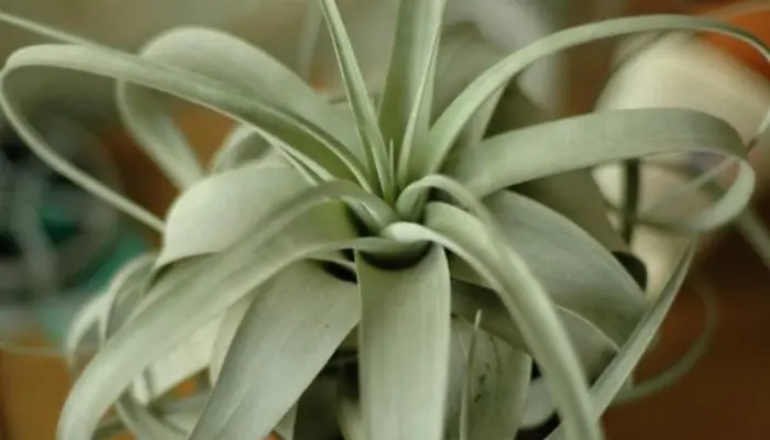 Tillandsia xerographica: