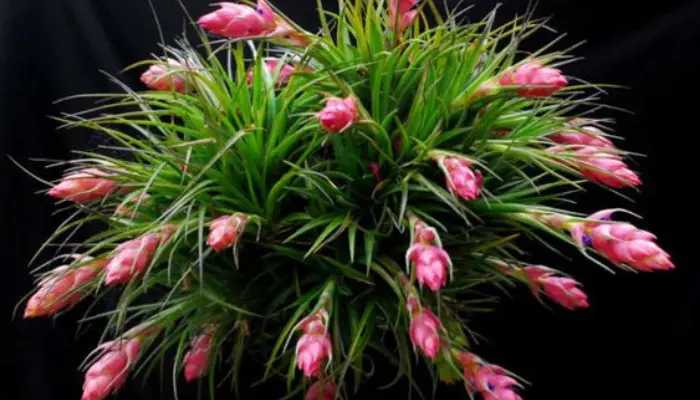 Tillandsia stricta: