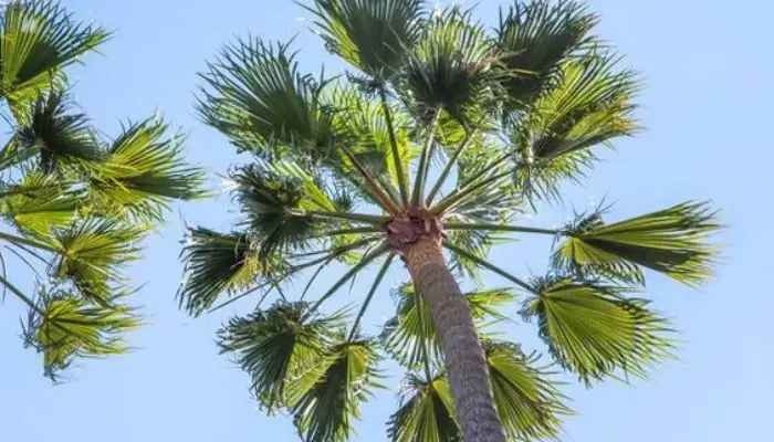 Cabbage Palm (Sabal palmetto)