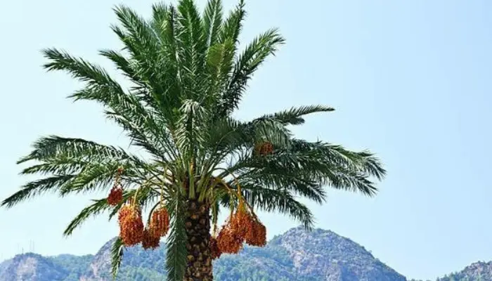 3:Canary Island Date Palm (Phoenix canariensis)