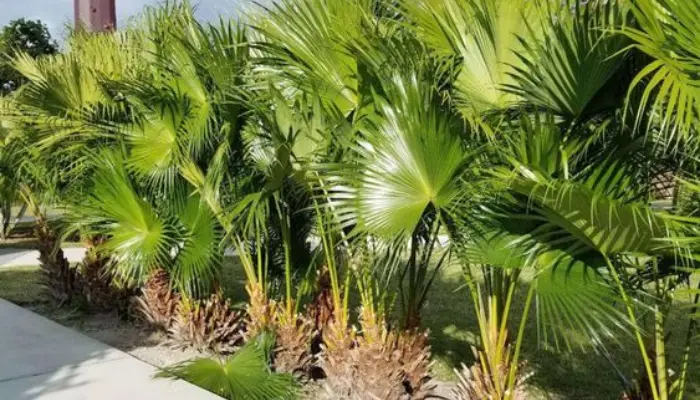 Chinese Fan Palm (Livistona chinensis)