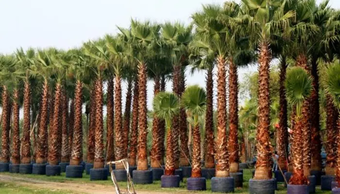 Mexican Palm Tree (Washingtonia robusta)