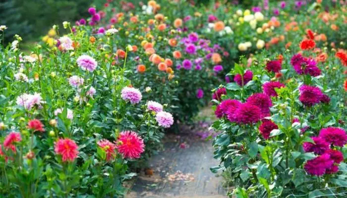 Are Dahlias Perennials or Annuals?