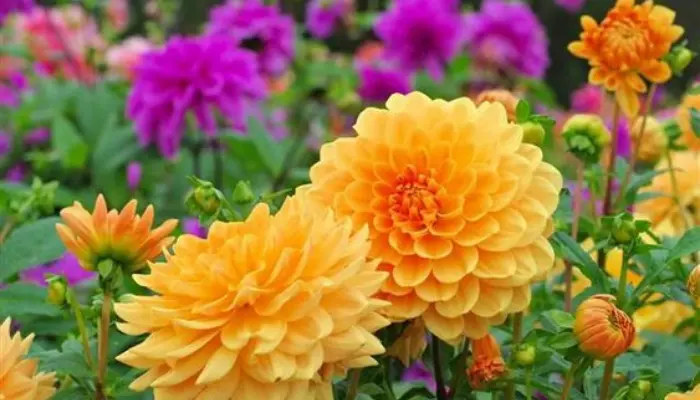 When to Plant Dahlias