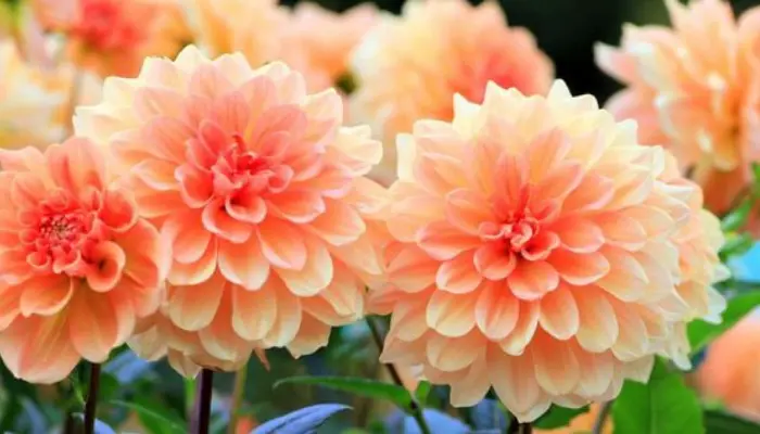 Decorative Dahlias: