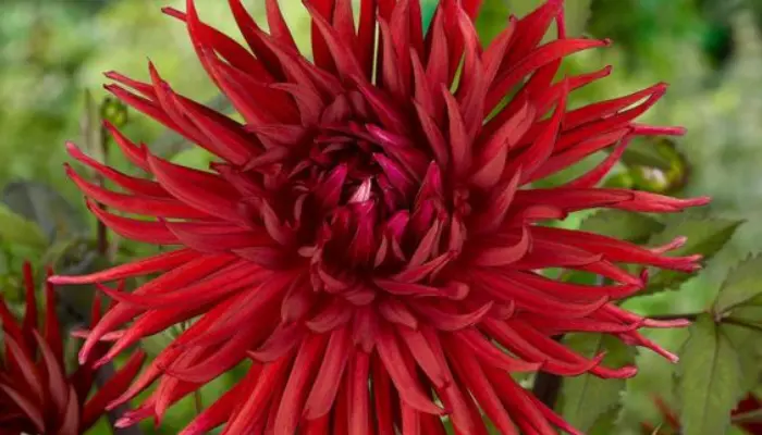 Cactus Dahlias: