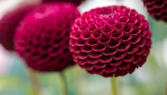 Pompon Dahlias