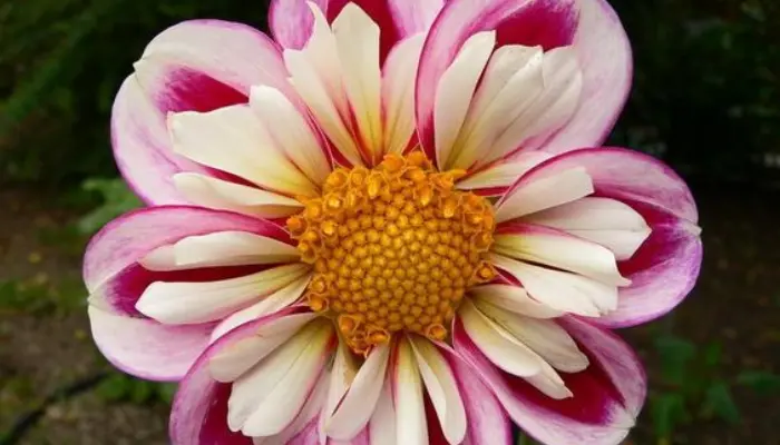 Anemone Dahlias: