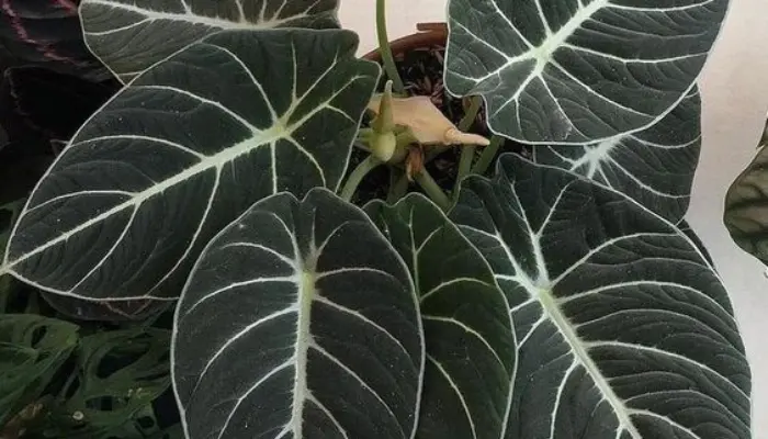 Cissus discolor indoors