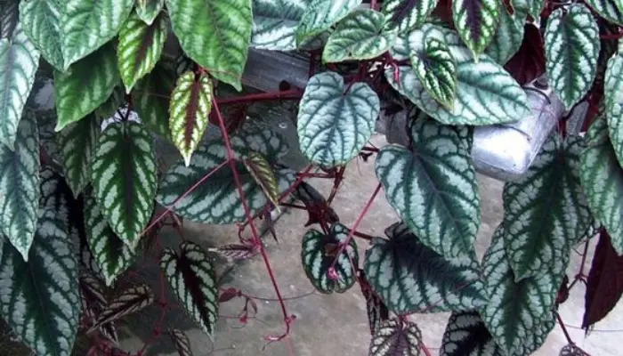 Cissus discolour 'Rex Begonia Vin