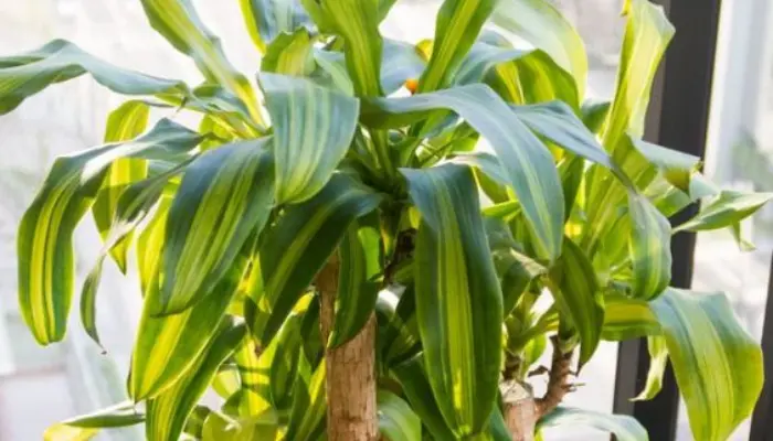 Mass Cane Plant Leaves Turn Yellow