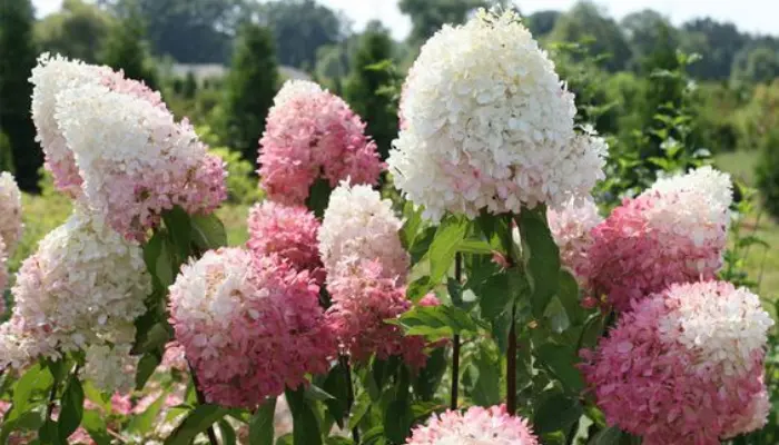 Zinfin Doll® Hydrangea