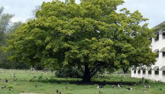 Ficus microcarpa (Indian Laurel Fig):