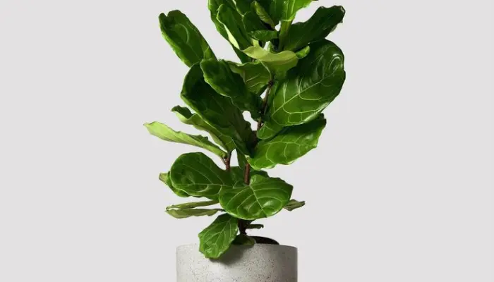 Ficus lyrata (Fiddle-Leaf Fig):