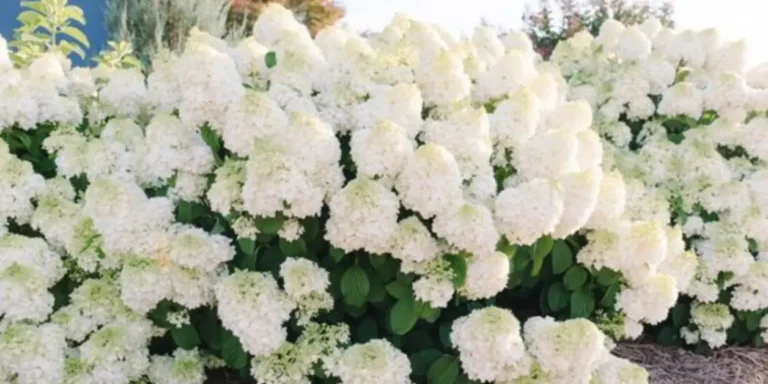 How To Grow And Care Little Lime Hydrangeas